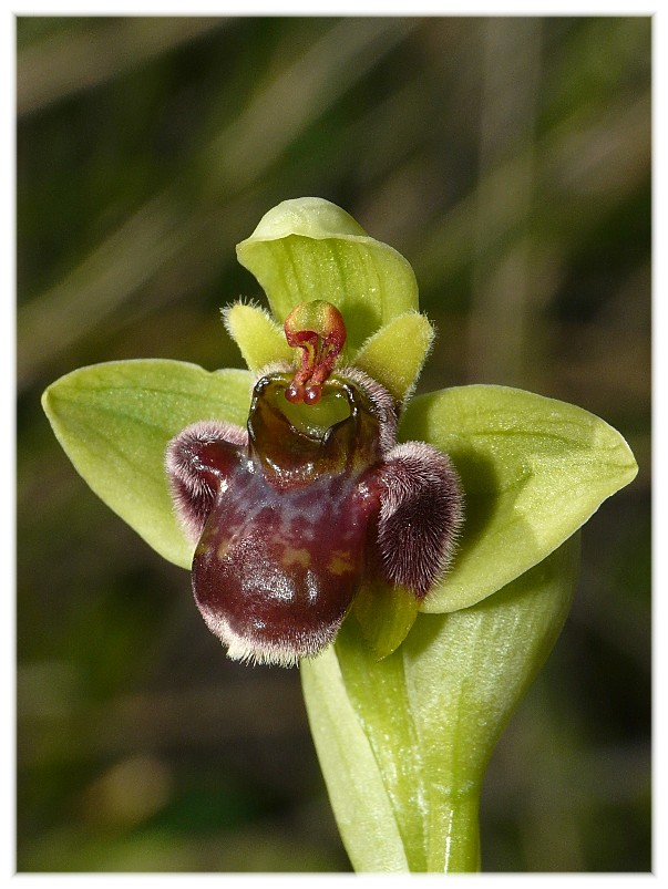 Ophrys bombyliflora